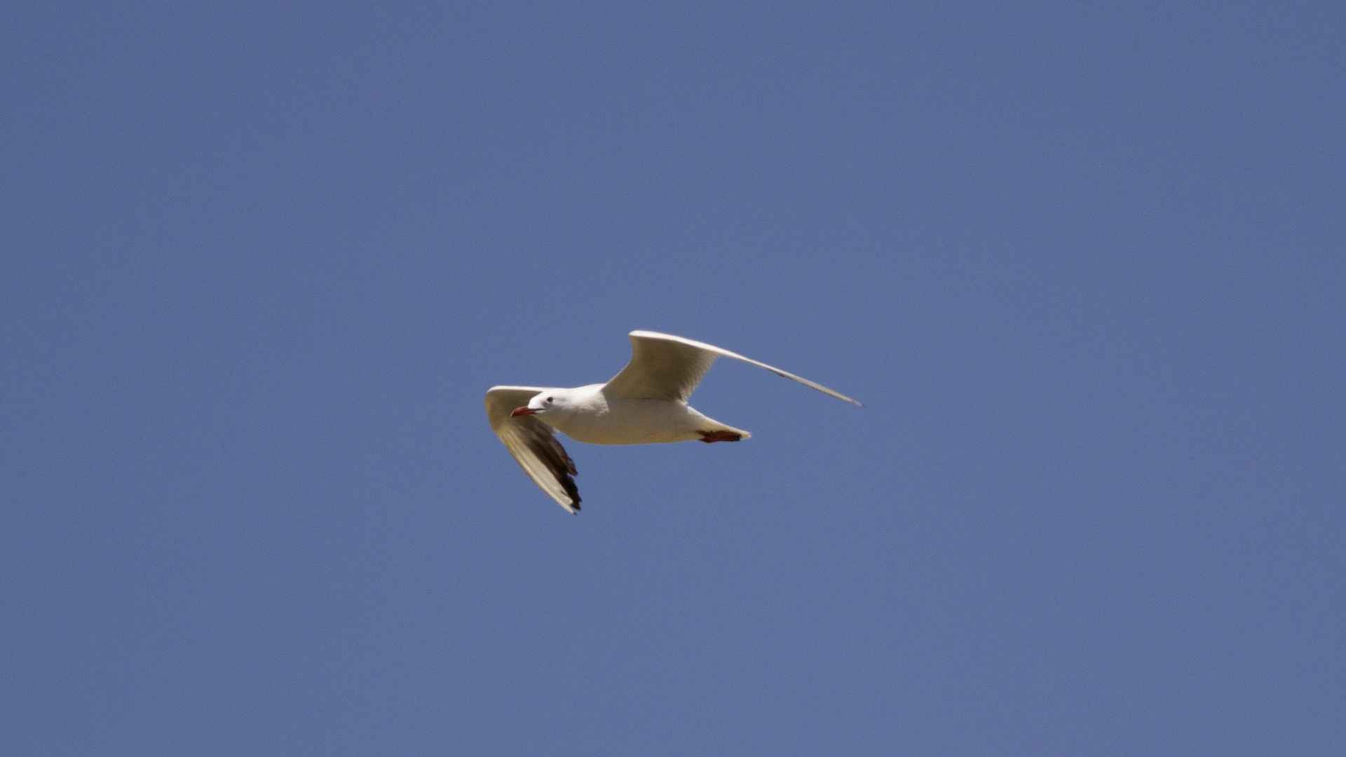 Slender-billed Gull